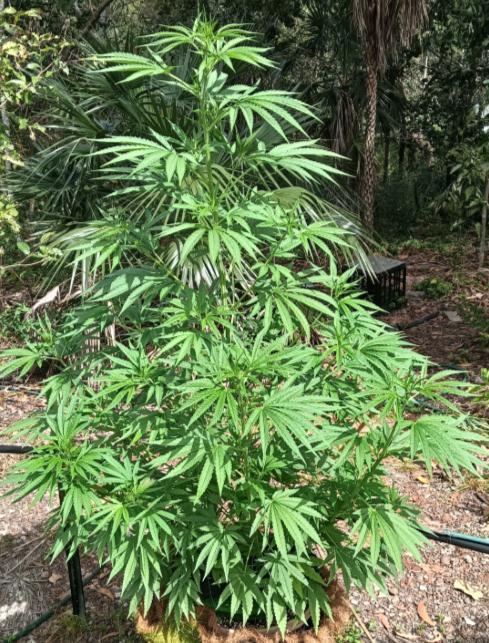 Bush weed,. Week 6