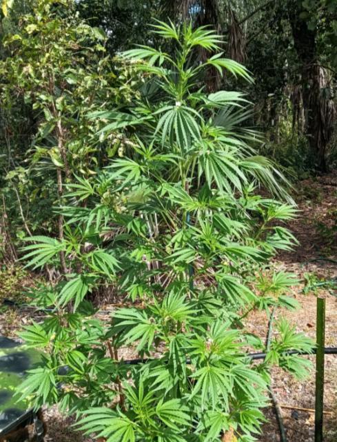Bush weed,. Week 6