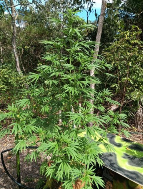 Bush weed,. Week 6