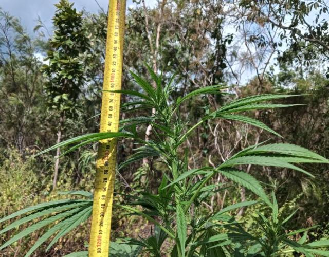 Bush weed,. Week 6