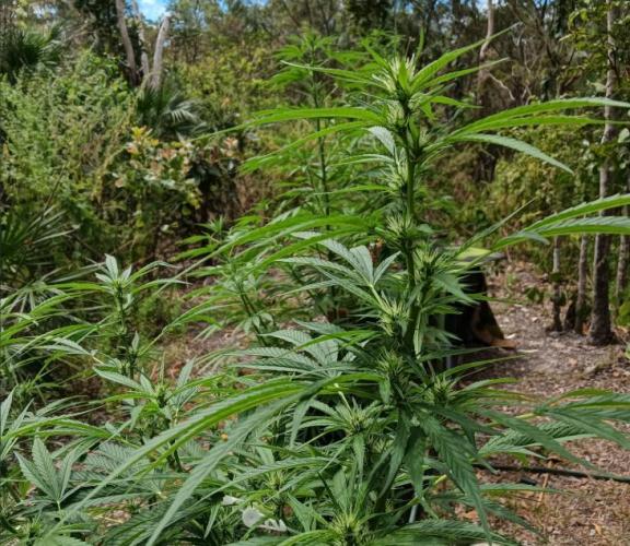 Bush weed,. Week 6
