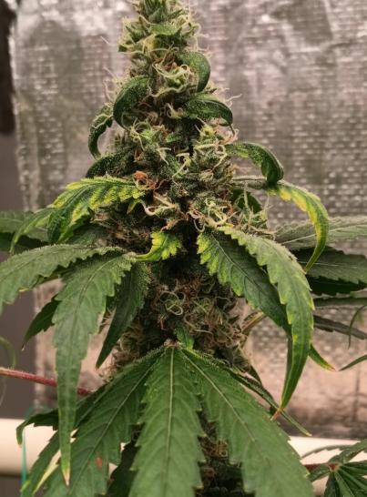 Fina clones.. Week 14