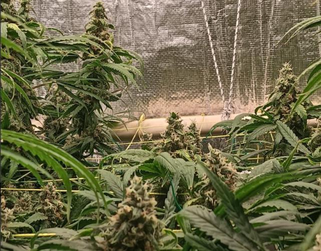 Fina clones.. Week 14