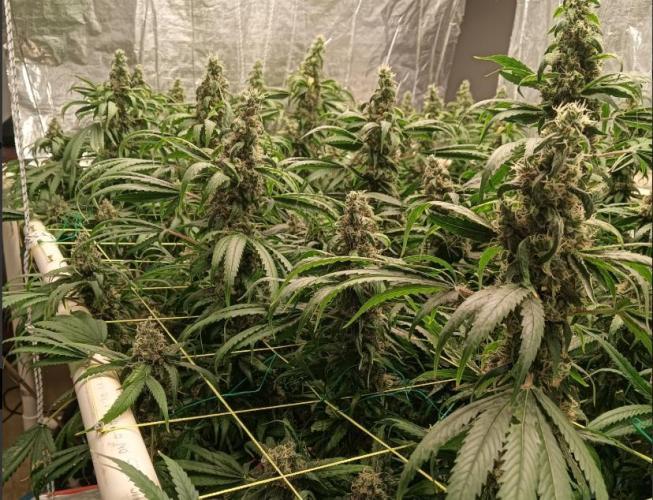 Fina clones.. Week 14