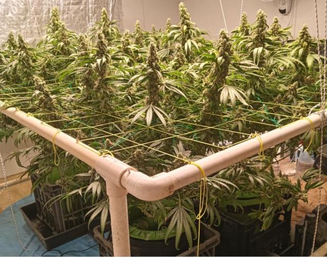 Fina clones.. Week 14