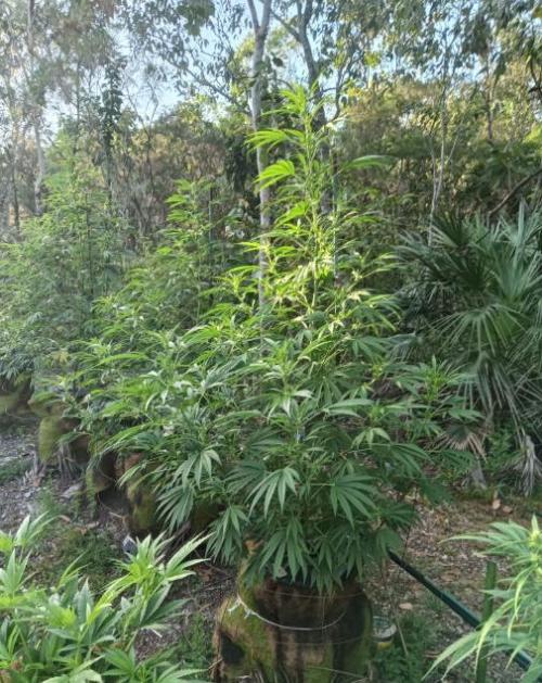 Bush weed,. Week 7