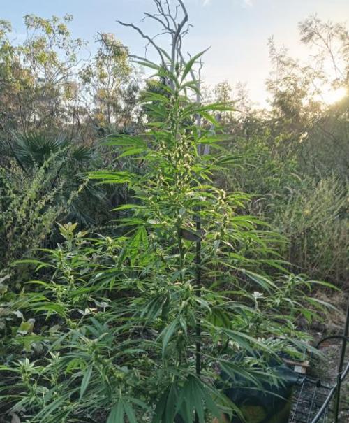 Bush weed,. Week 7