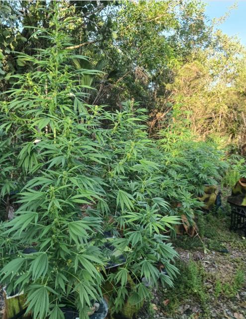 Bush weed,. Week 7