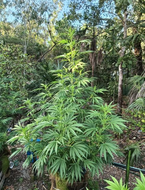 Bush weed,. Week 7