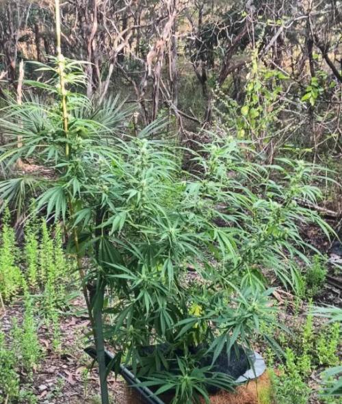 Bush weed,. Week 7