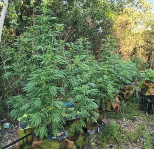Bush weed,. Week 7
