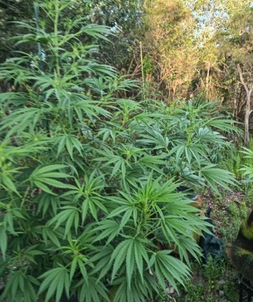 Bush weed,. Week 7