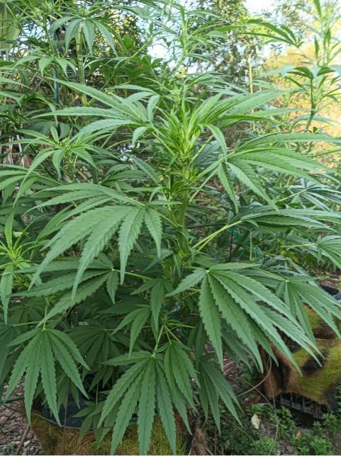 Bush weed,. Week 7