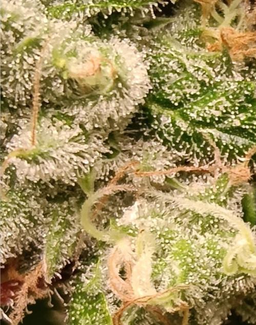 Fina clones.. Week 15
