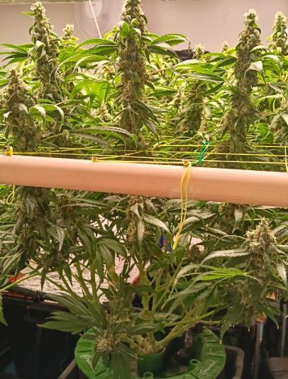 Fina clones.. Week 15