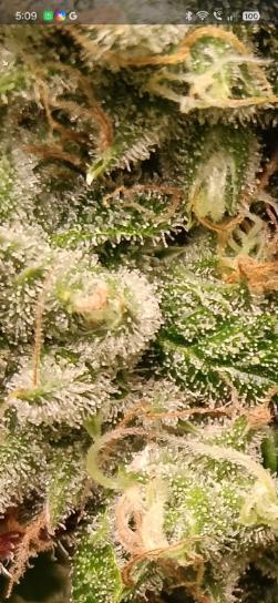 Fina clones.. Week 15