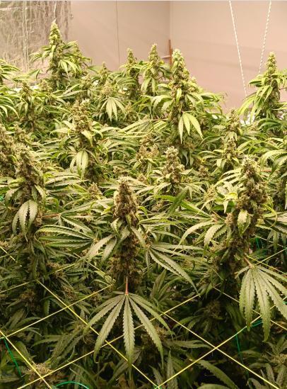 Fina clones.. Week 15