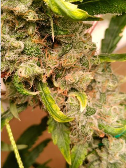 Fina clones.. Week 15