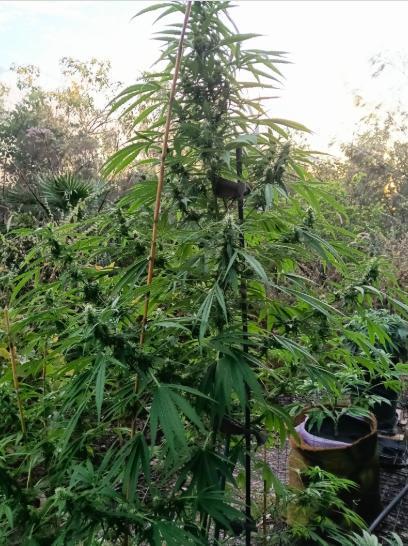 Bush weed,. Week 8