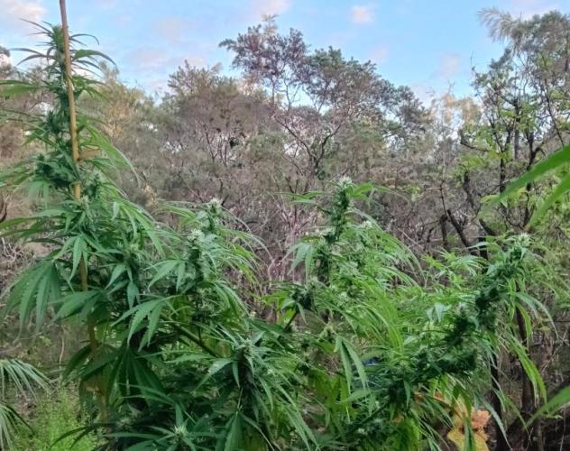 Bush weed,. Week 8