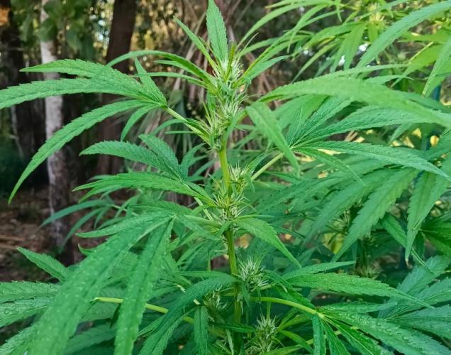 Bush weed,. Week 8