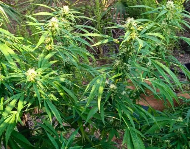 Bush weed,. Week 8