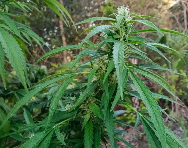 Bush weed,. Week 8