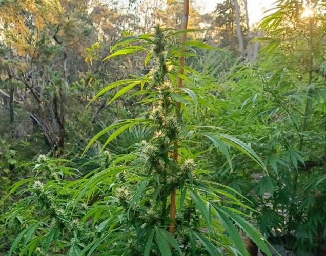 Bush weed,. Week 8