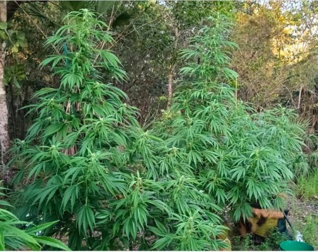 Bush weed,. Week 8