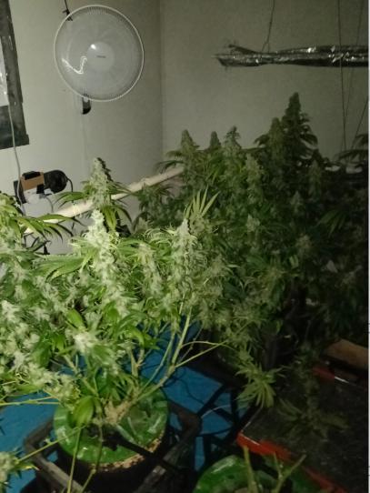 Fina clones.. Week 16