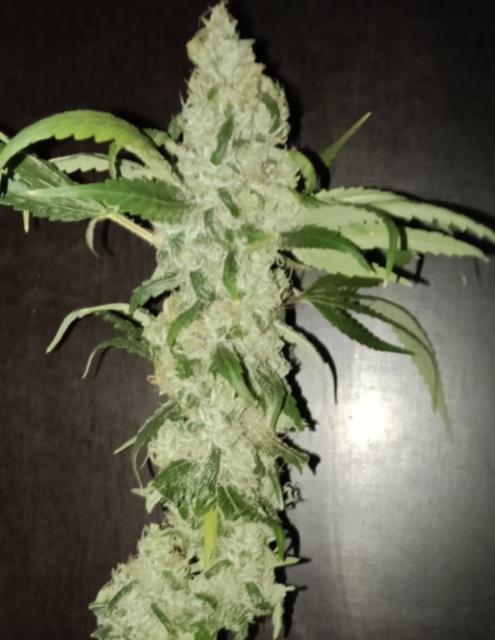 Fina clones.. Week 16