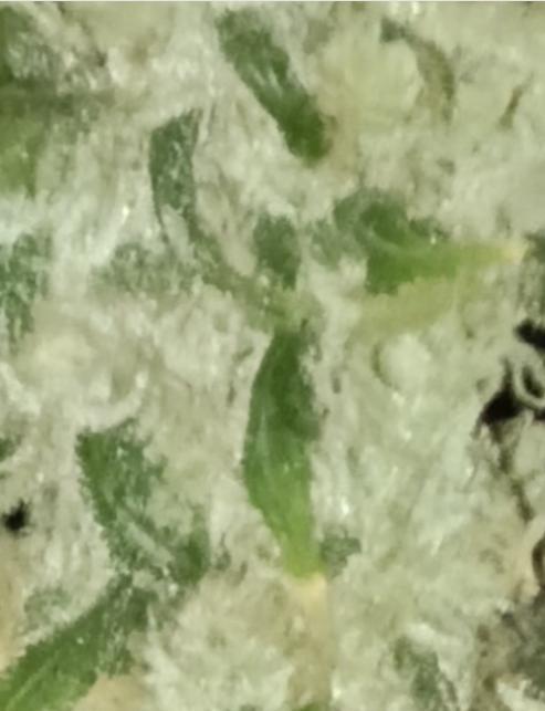 Fina clones.. Week 16
