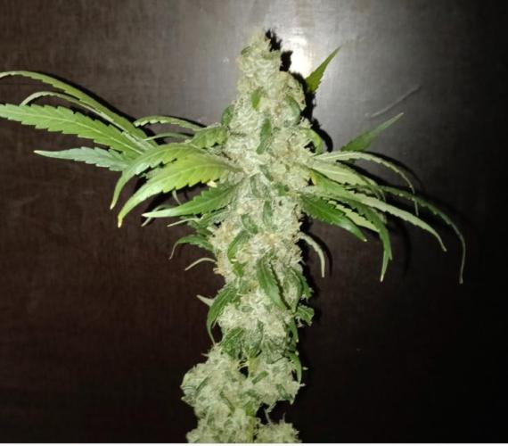 Fina clones.. Week 16