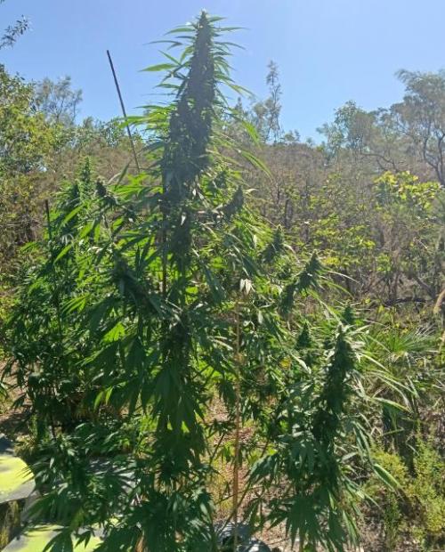 Bush weed,. Week 9