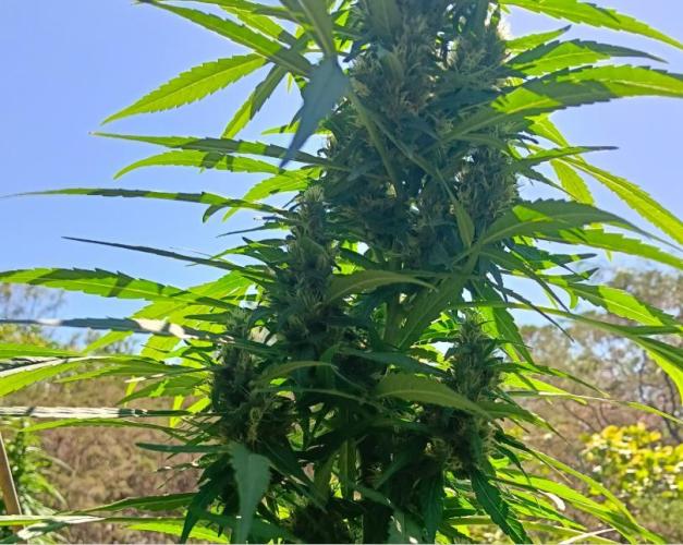 Bush weed,. Week 9