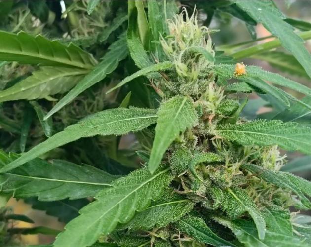 Bush weed,. Week 9