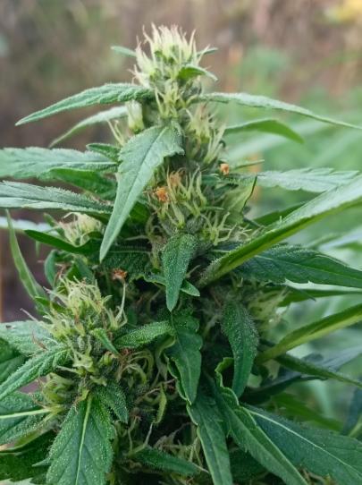 Bush weed,. Week 9