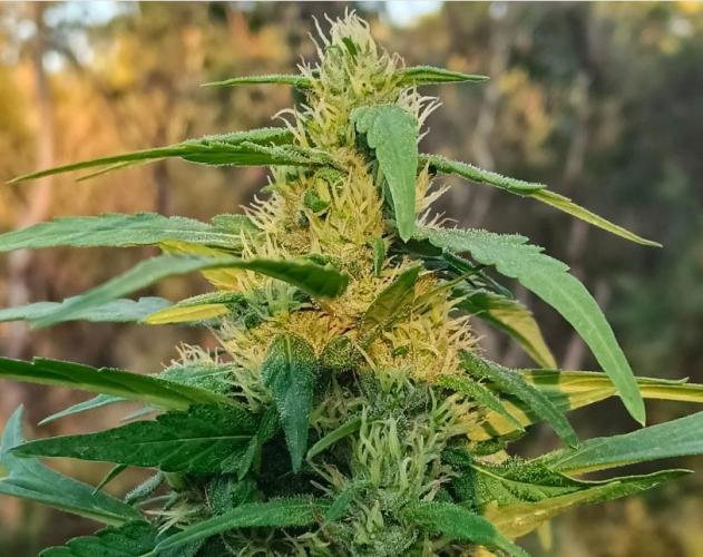 Bush weed,. Week 9