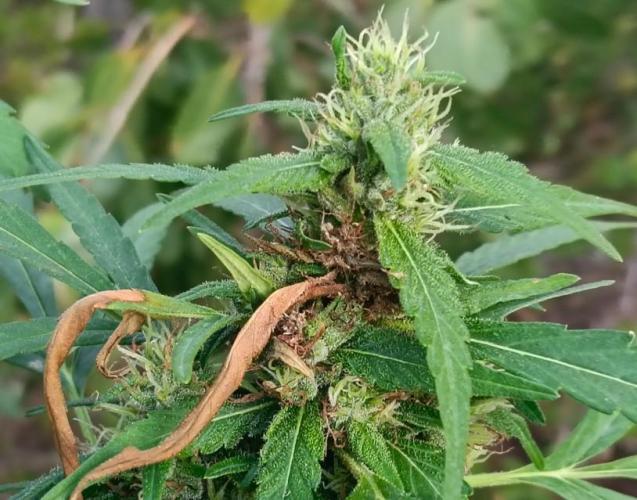 Bush weed,. Week 9