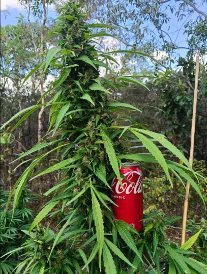 Bush weed,. Week 12