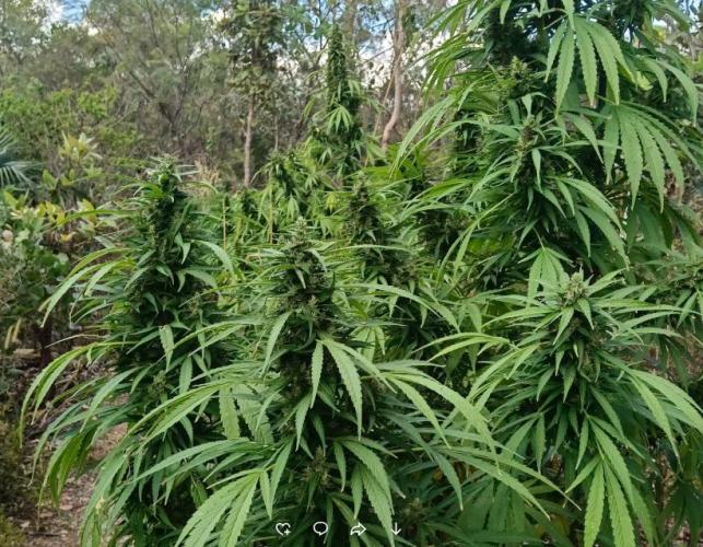 Bush weed,. Week 12
