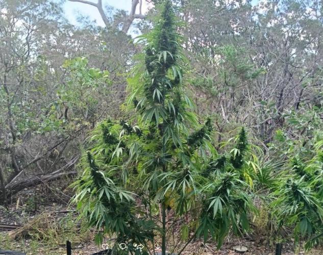 Bush weed,. Week 12
