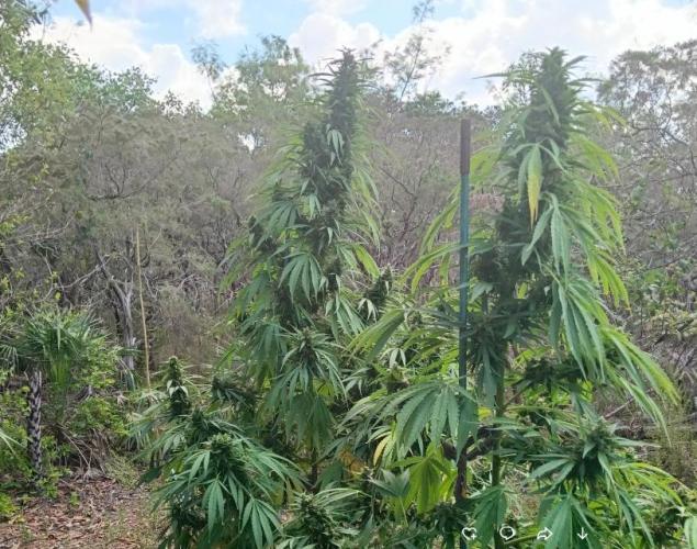 Bush weed,. Week 12