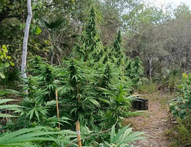 Bush weed,. Week 12