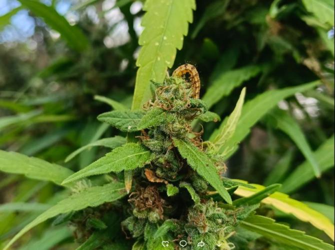 Bush weed,. Week 12