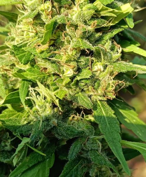 Bush weed,. Week 12