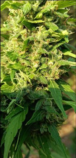 Bush weed,. Week 12