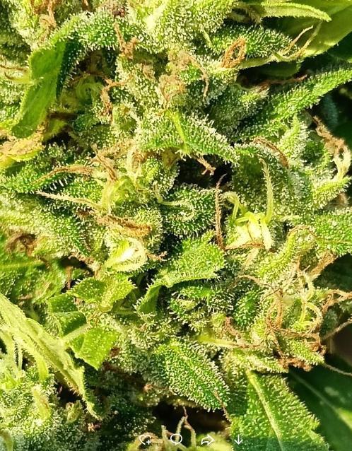 Bush weed,. Week 12