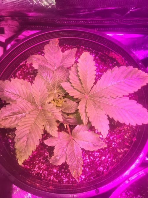 Bring my peace back. Week 0 - 1/28