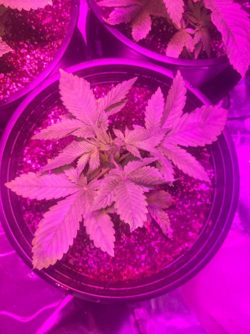 Bring my peace back. Week 0 - 1/28